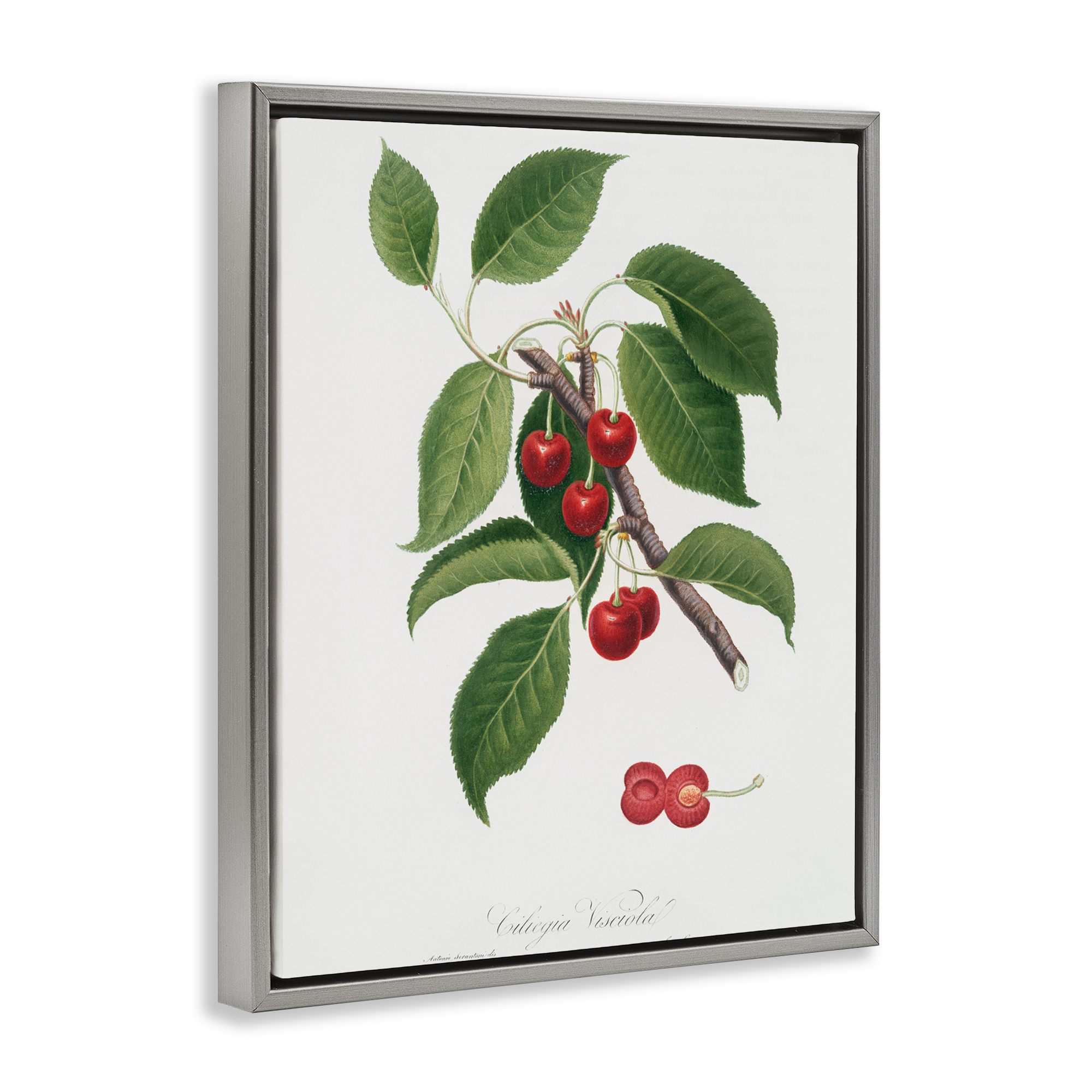 Latin Study of Cherry Plant Gray Framed Floater Canvas Wall Art, design by Lettered and Lined