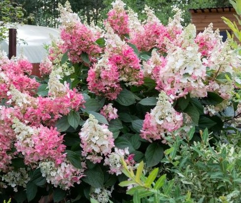2G Hydrangea Berry White Live Shrub with Full Sun - 1 Piece