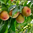 thumbnail image 5 of Flordacrest Peach Tree 4-5ft, Heavy Producer of Sweet Fruit, 5 of 6