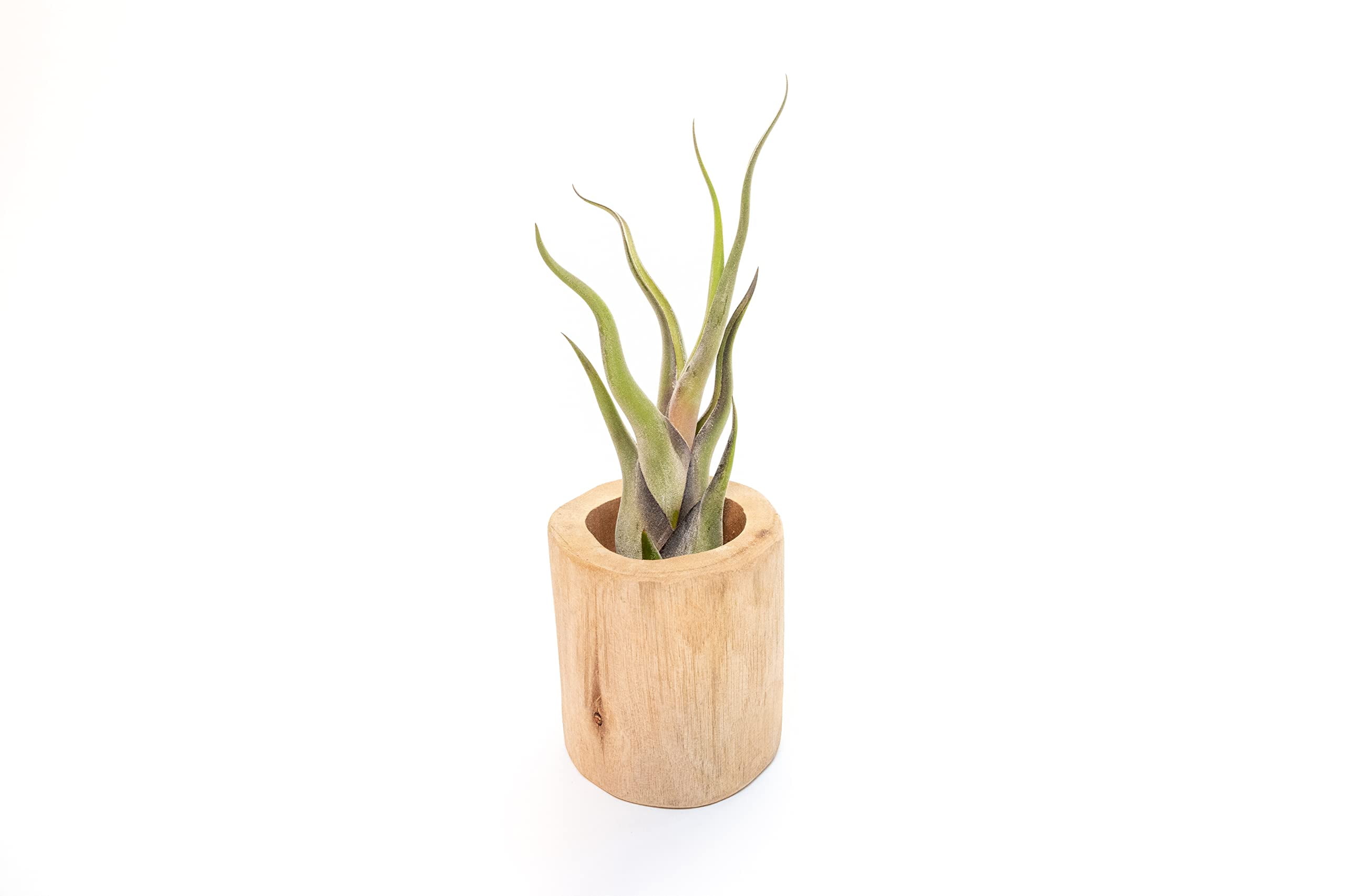 Air Plant Shop Driftwood Container with Custom Air Plant- Wholesale and Bulk - Succulents - Live Tillandsia - Easy Care Indoor and Outdoor House Plants (Xerographica)