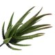 thumbnail image 2 of Planta de plástico Aloe Kearding 12 cm, 2 of 6