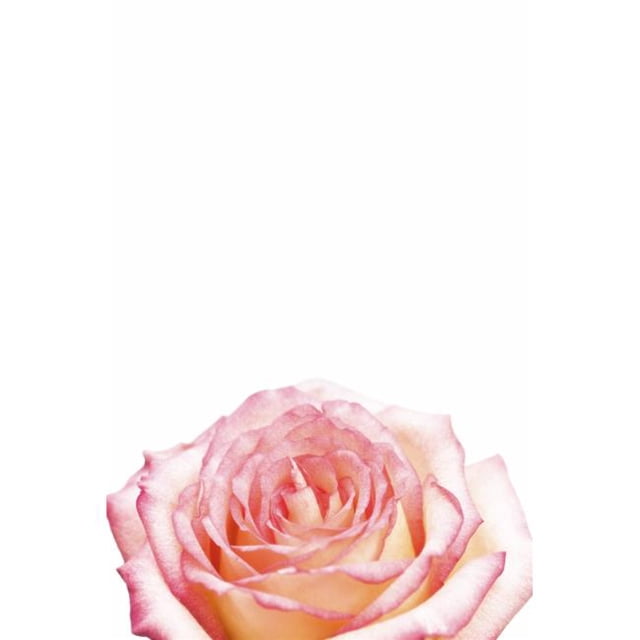 Posterazzi DPI1835928 Affiche Rose, 12 x 18