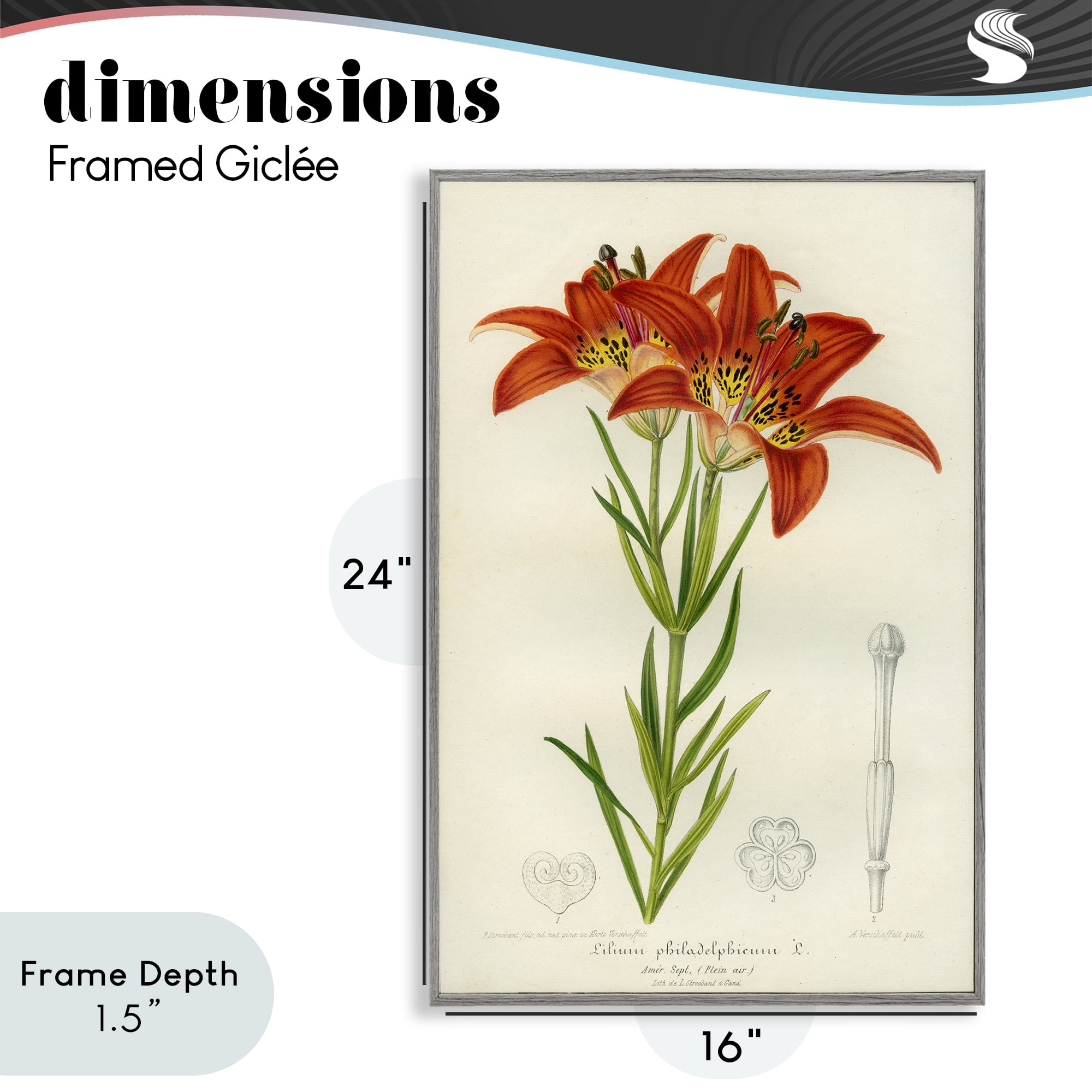 Stupell Industries Western Red Lily Gray Framed Giclee Art, design by Print Collection