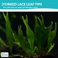 thumbnail image 6 of Canton Aquatics Java Fern Windelov Live Aquarium Plant Green 5-8 in 1 Count, 6 of 10