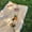 Yellow, variant on XIMEI 70"x70" Picnic Blanket Extra Large, Outdoor Blanket for 5-7 Adults, Camping/Grass/Lawn/Park/Beach Accessories, Cute Couple Gifts/Wedding Registry, Yellow