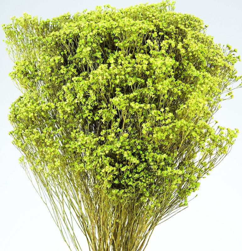 Dried Broom Bloom Flowers Colors 45 oz bunch (1 bunch shown) 1822in