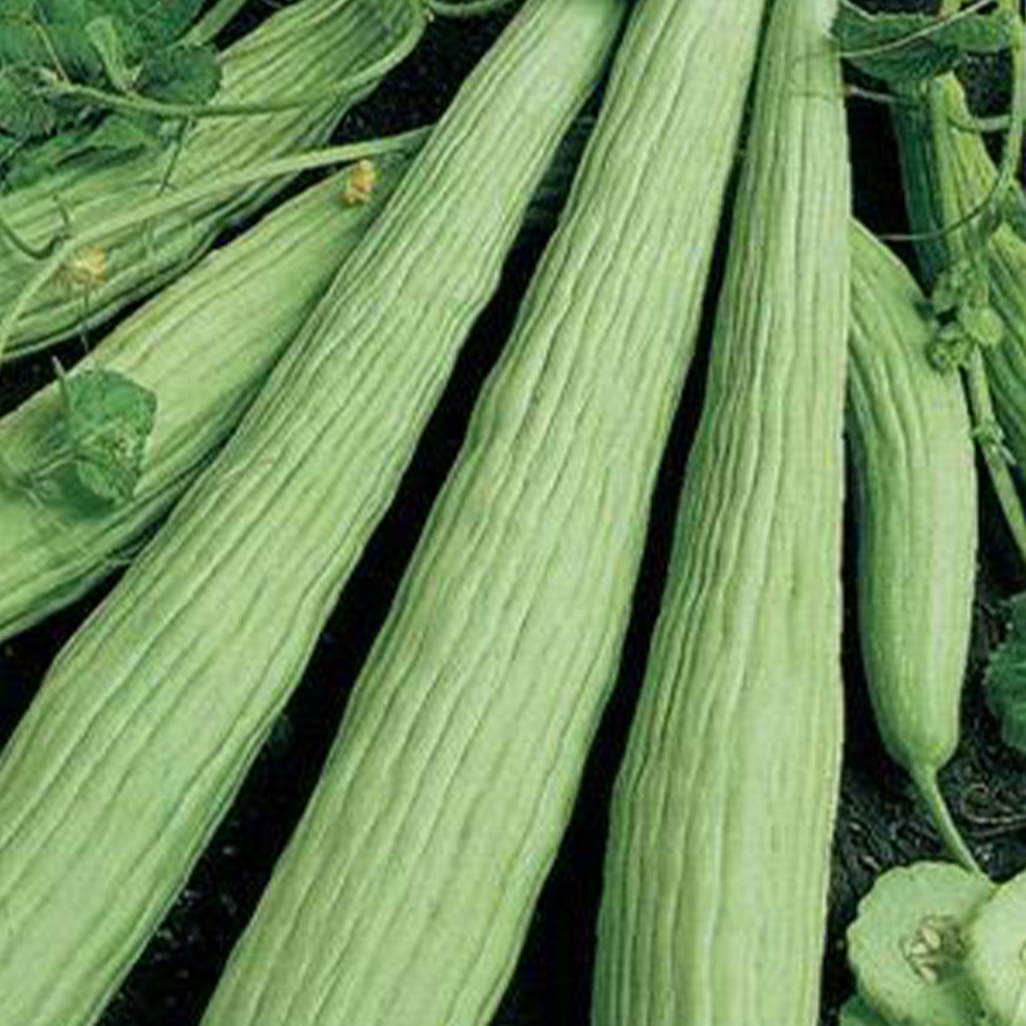 35 CUCUMBER Seeds Marketmore ORGANIC SEED Non-GMO Heirloom Cucumbers grow USA 