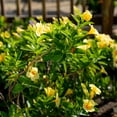 thumbnail image 4 of Island Blooms Live Outdoor Yellow Mandevilla in 1.5 Pint Pot – 14In Tall, Full Sun, 4 of 7