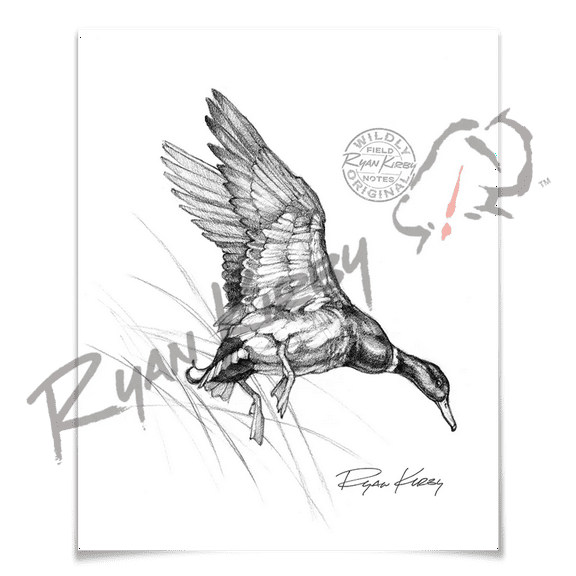 Landing Mallard Duck Sketch Print