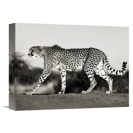 Global Gallery Frank Krahmer 'Cheetah, Namibia, Africa' Canvas Wall Art