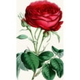thumbnail image 3 of Anonymous 10x14 Black Modern Framed Museum Art Print Titled - Rose, Duchess of Norfolk (1852-1861), 3 of 5