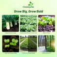 thumbnail image 2 of Outsidepride 5 lb. Daikon Radish AKA Chinese, Japanese, or Oriental Radish Cover Crop Seed, 2 of 5