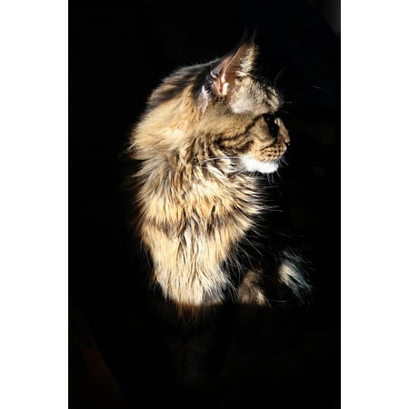 - Framed Art For Your Wall Tomcat Cat Maine Coon Cat 10x13 Frame