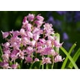 10 WOOD HYACINTH Mixed Colors English Woodland Spanish Bluebell Scilla