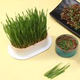 thumbnail image 4 of pitrice Seed Sprouter Tray for Seedling Planting Soil Free Hydroponic Cats Grass Box Pink, 4 of 8