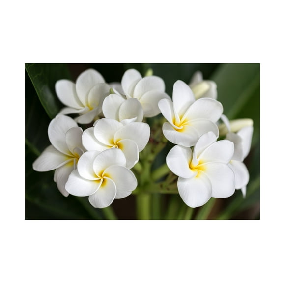 Trademark Fine Art Pierre Leclerc Plumeria Flowers Canvas Wall Art - 12x19