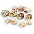thumbnail image 2 of 11 Shell Hermit Crab Changing & Growth Set - Medium Size Seashells, 2 of 3