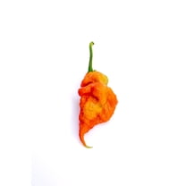 T Rex T-Rex Red (Douglah 7 Pot and Bhutlah Hybrid) Ultra Hot Pepper Premium Seeds for Planting