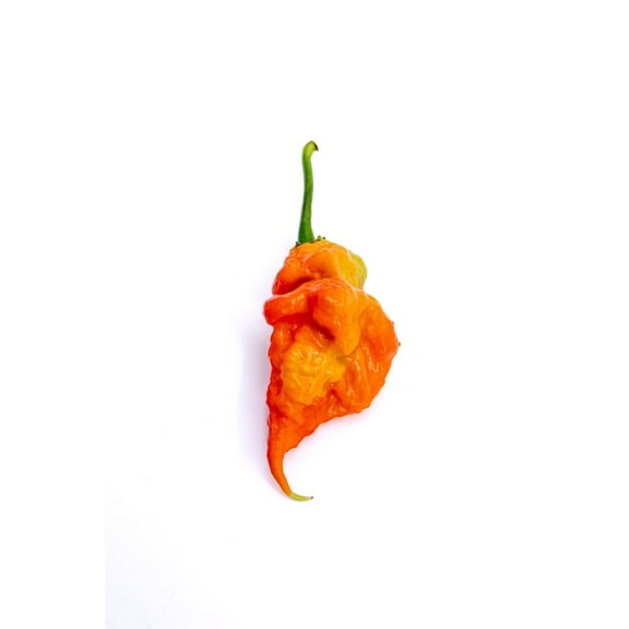 T Rex T-Rex Red (Douglah 7 Pot and Bhutlah Hybrid) Ultra Hot Pepper Premium Seeds for Planting