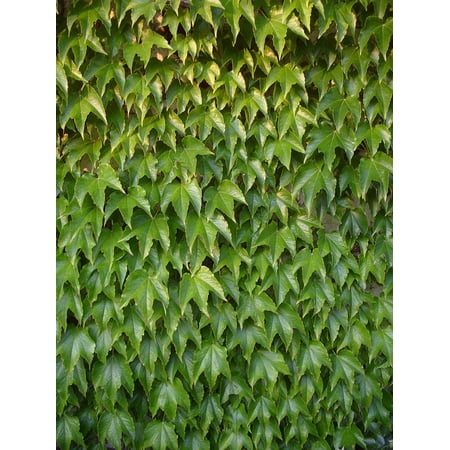 Peel N Stick Poster Of Vines Wine Plant Leaves Wall Green Leafs Peel N Stick Poster Of Vines Wine Plant Leaves Wall Green Leafs