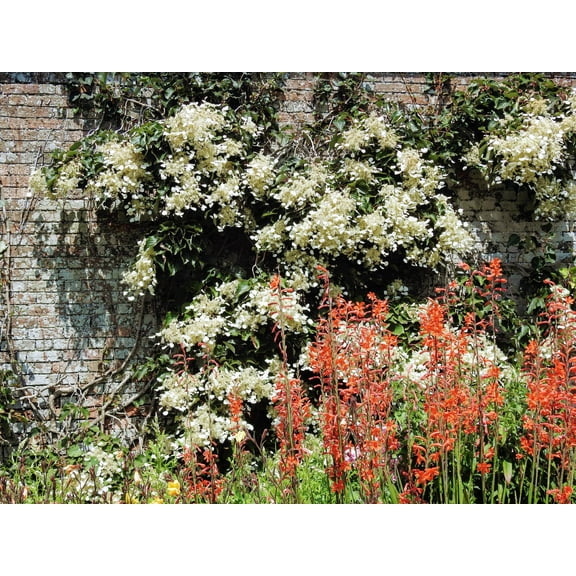 50 JAPANESE HYDRANGEA VINE White Flower Schizophragma Hydrangeoides Seeds