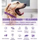 thumbnail image 3 of Collar Calmante Collar Tranquilizante Gatos Perros 2 Piezas, 3 of 7