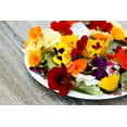 thumbnail image 6 of Seedville Edible Mix Flower Seeds, Beautiful Vibrant, 6 of 11