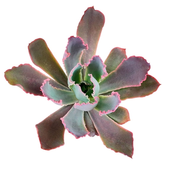 Echeveria Neon Breaker (2"  Plastic Pot) - Tiny, Lovely, Easy to Care Rosette Succulents - Live Succulents for Indoor Places