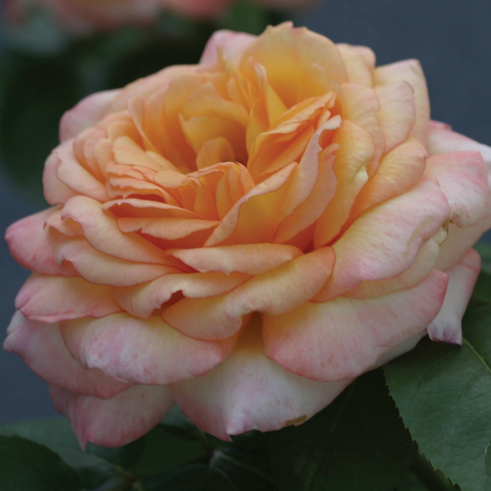 Heirloom Roses Rose Bush - Glowing Peace™ Grandiflora , Live Rose Plant