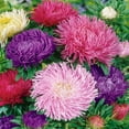 thumbnail image 2 of Aster Seed - Aster Callistephus Gremlin Flower Seed Mix - 2000 Seeds, 2 of 2