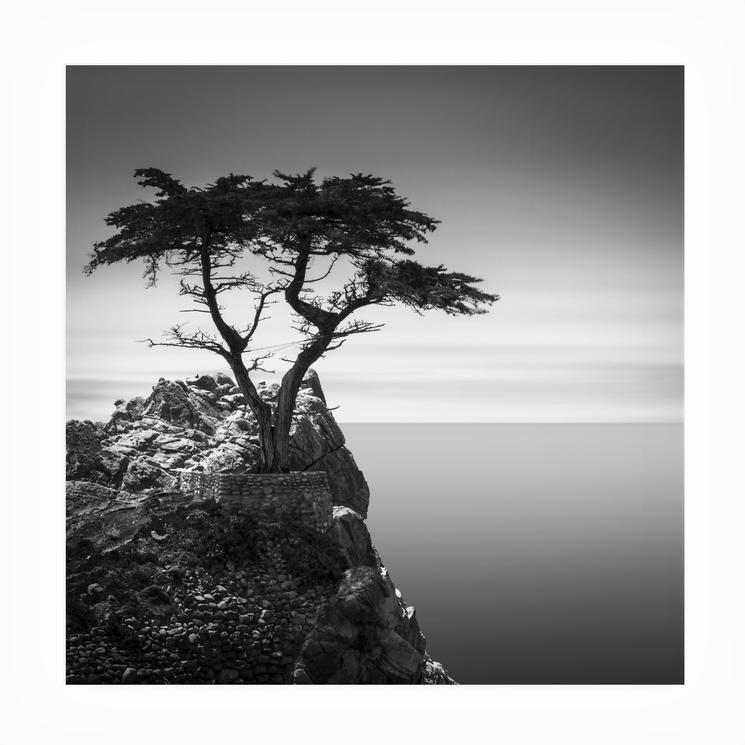 Trademark Fine Art Dave MacVicar The Lone Cypress Outdoor Canvas Art