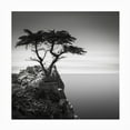 thumbnail image 7 of Trademark Fine Art Dave MacVicar The Lone Cypress Outdoor Canvas Art, 7 of 7