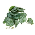 thumbnail image 2 of Reptiles Simulation Leaves Decoration, Fake Leaves Plastic With Powerful Suction Cup For Reptile Tank, 2 of 8