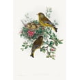 thumbnail image 2 of Gould, John 11x14 White Modern Wood Framed Museum Art Print Titled - Ligurinus chloris-Greenfinch, 2 of 4
