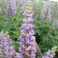 thumbnail image 4 of Expert Gardener Shoal Creek Vitex (2.5 Gallon) Chaste Tree with Fragrant Lilac-Purple Flower Clusters - Texas, 4 of 9