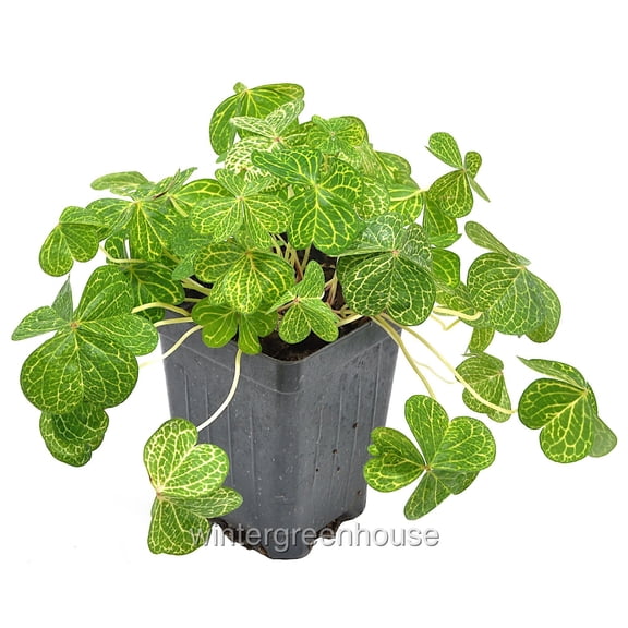 Oxalis Debilis Aureo-Reticulata, Oxalis Corymbosa - Pot Size: 3" (2.6x3.5") - Colorful Foliage, Houseplants