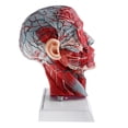 thumbnail image 2 of 1:1 Human Half Head W/Neck Vessel Nerve Arteries Science Classroom Lab Toys, 2 of 8