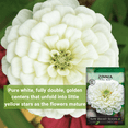 thumbnail image 3 of Polar Bear Zinnia Seeds - Non GMO Heirloom Varieties for your Flower Garden - 4 Pack, 3 of 5