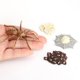thumbnail image 5 of Figuras plásticas del del ciclo de de 4 juguetes pre-juguetes Baoblaze Juego de crecimiento de insectos para niños, 5 of 8