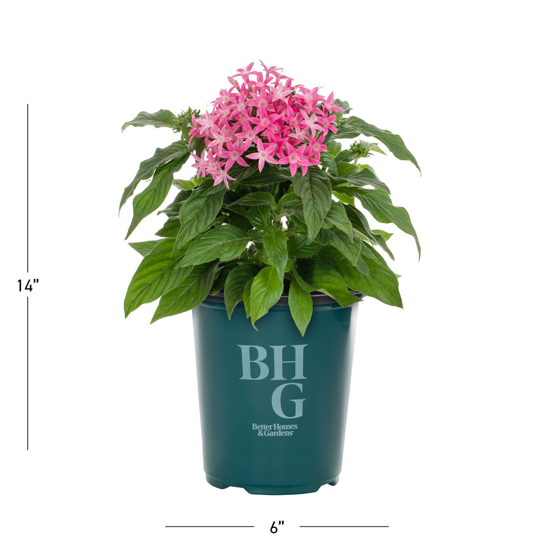 Better Homes & Gardens 1.5PT Pink Pentas Live Annual Plant Sun 5-Pack