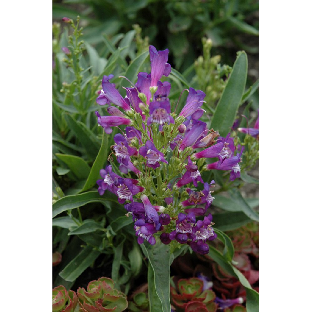 Blue Rock Candy Bearded Tongue Perennial Penstemon Live Plant 4