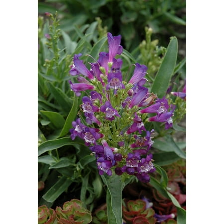 Candy Plant - Blue Rock Candy Bearded Tongue Perennial - Penstemon - Live Plant - 4