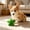 Green GN 1 Pack, variant on AuroraX Squeaky Dog Toy for Aggressive Chewers Plush Star Dog Toy for Small Dogs Tough Soft Shape Play Washable Pet Toy for Indoor Blue