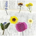 thumbnail image 3 of Dried Flowers Pressed Flowers Material Package DIY Handmade Bet Flowers Bookmarks Photo Frame Plant Specimen Portrait Handmade Stick Face Makeup, 3 of 4