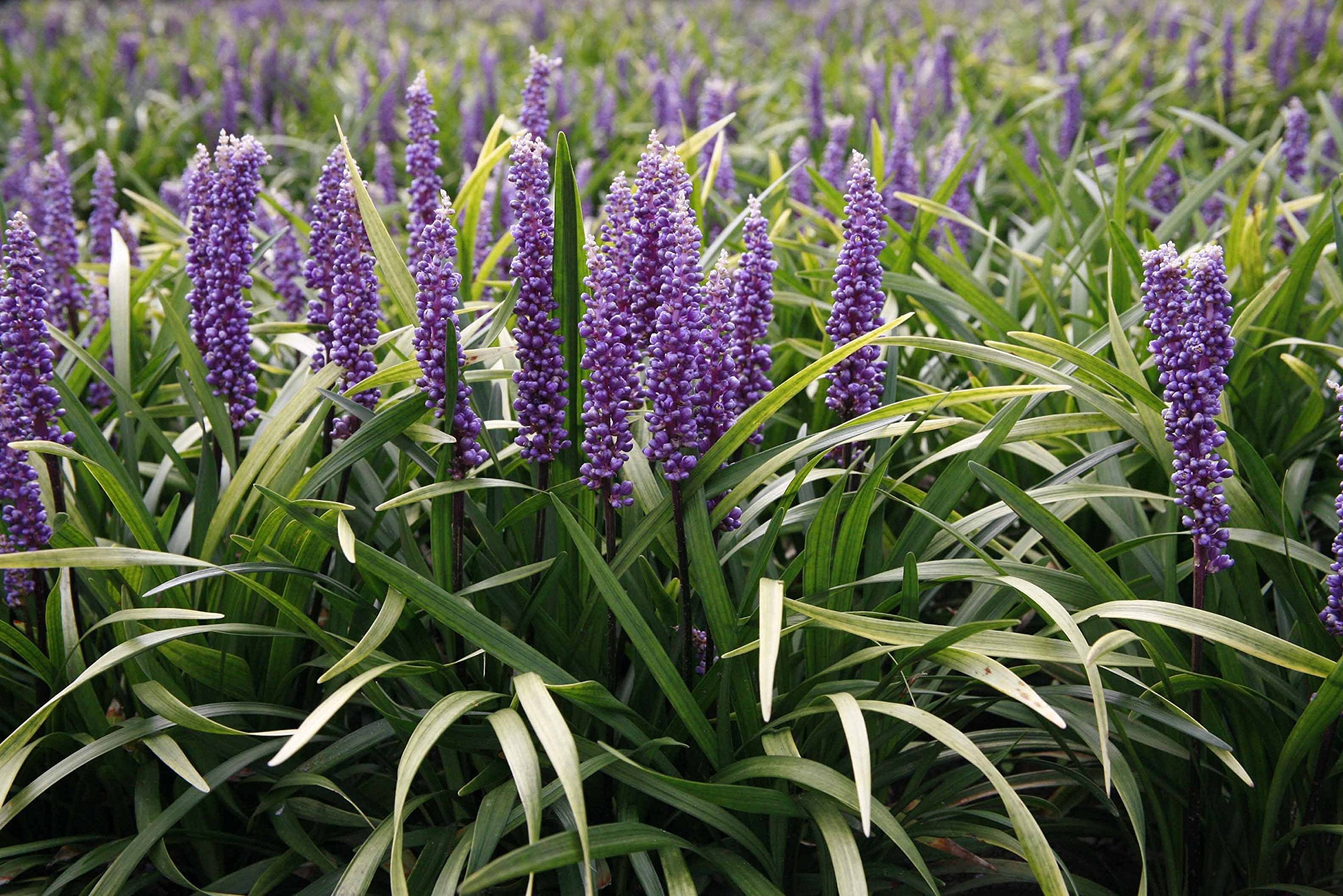 Liriope Muscari Plugs