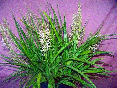 plant pots Lilo Porcelain Modern Indoor Plant Pot
