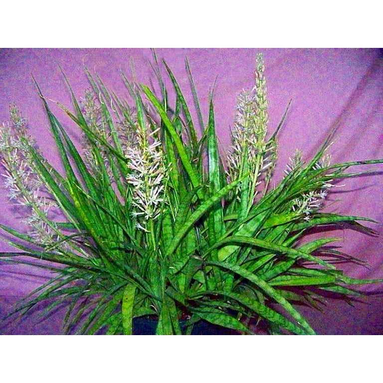 cute plant pots Self-Watering Tall Square Pot System for Indoor Plants (Set of 3) main image 1