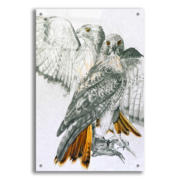 Epic Art 'Redtailed Hawk' by Barbara Keith, Acrylic Glass Wall Art, 24"x36"