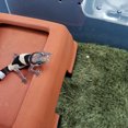 thumbnail image 1 of CHICHUMID Accessories For Reptile Boxes Reptile Carpet Cotton Moisture Retention Turtle Tank Decorations 1Set, 1 of 8