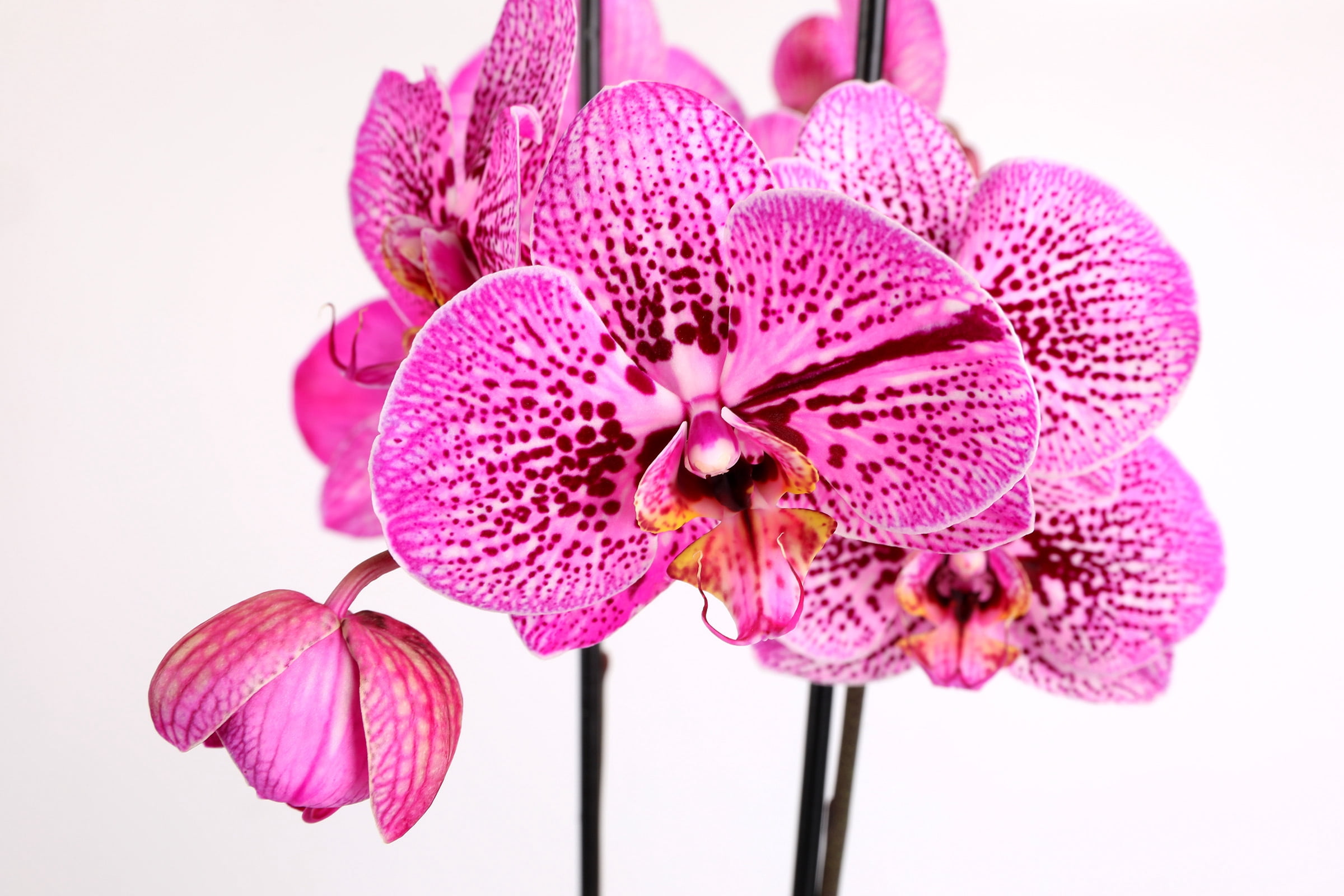 Green Circle Growers 5" Kaleidoscope Prism Rose Orchid, Live Indoor Decorative Orchid Plant